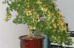 盆栽金銀花種植技術 金銀花是否嬌氣難養(yǎng)？
