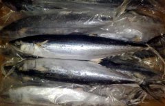馬鮫魚產(chǎn)地在哪里、有哪些種類 能人工養(yǎng)殖嗎？