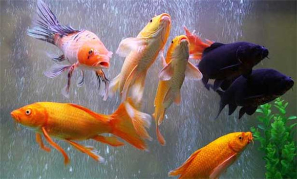 為什么養(yǎng)魚(yú)要養(yǎng)單數(shù)