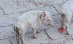 仔豬腹瀉怎么治療？哺乳仔豬飼養(yǎng)管理技術(shù)要點(diǎn)
