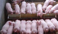 如何治療斷奶后仔豬腹瀉，有哪些預(yù)防措施？