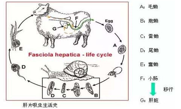 羊肝片吸蟲病傳染嗎？