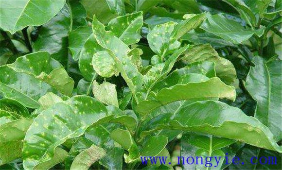 青椒瘡痂病的防治技術(shù)要點