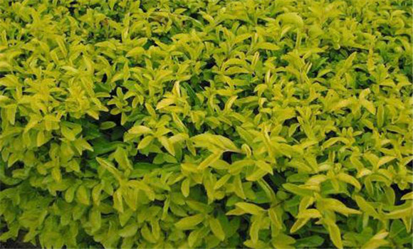 連翹種植密度