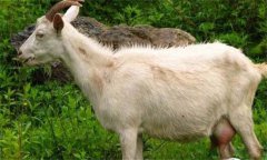 奶山羊乳房炎怎么預(yù)防、怎么治療