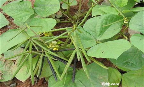 綠豆如何種能高產(chǎn)？
