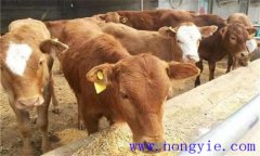 犢牛初乳期過后，如何做好補(bǔ)飼與斷乳？