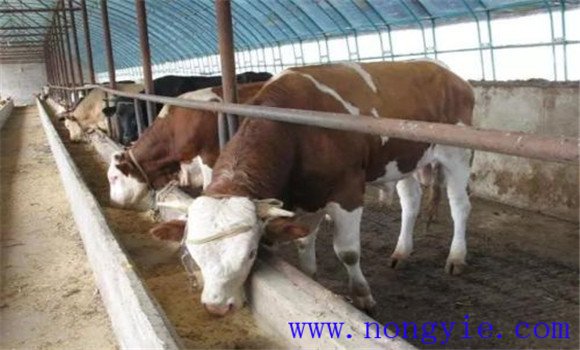 肉牛的精、粗飼料比例