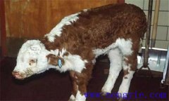 新生犢牛應(yīng)注意預(yù)防哪些常見的疾?。? /></a>
            <a href=