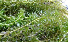 輪葉黑藻種植技術(shù)、種植時(shí)間和注意事項(xiàng)