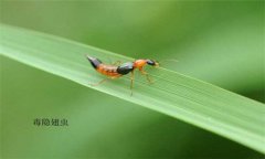 隱翅蟲怎么預(yù)防才好，被隱翅蟲咬了怎么辦？