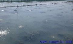 怎樣為魚(yú)塘增加氧氣，給魚(yú)塘增氧有幾種方法？