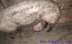 育肥豬拉黑稀是什么原因，如何預(yù)防與治療？