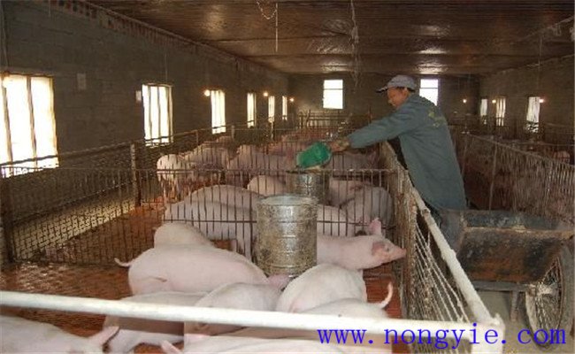 豬飼料的營養(yǎng)構成