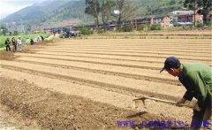 種植薄荷如何選地整地？薄荷種植管理技術要點
