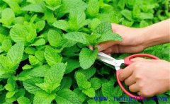 薄荷的育苗育苗方式、移栽要點(diǎn)與田間管理方法