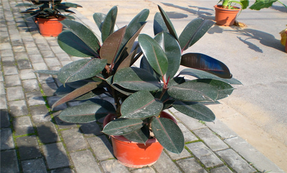 盆栽橡皮樹(shù)