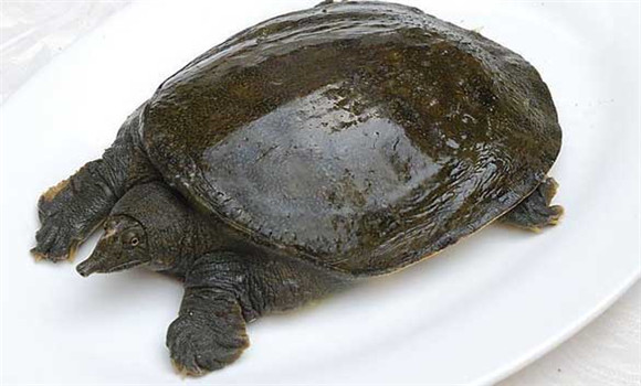 常見甲魚疾病有哪些，甲魚病病防治的方法