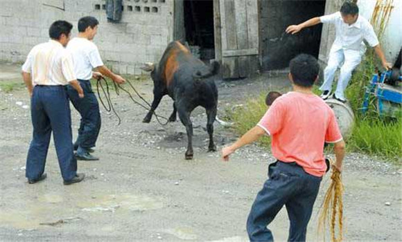 母牛發(fā)情