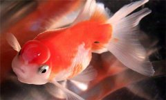 珍珠魚好養(yǎng)嗎?珍珠魚怎么養(yǎng)、怎么繁殖