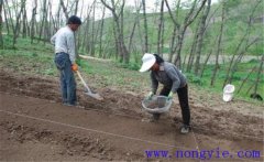 當(dāng)歸栽培方法，當(dāng)歸怎么種植才能高產(chǎn)？