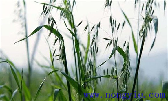 燕麥產地在哪里 我國燕麥產自哪里