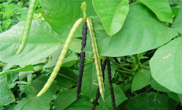 綠豆什么時間種植？