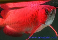 紅龍魚價格多少錢一條，紅龍魚如何飼養(yǎng)與管理