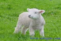 羔羊的早期飼喂、合理補(bǔ)飼和運(yùn)動鍛煉方法