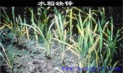 水稻缺鋅會導(dǎo)致僵苗，水稻缺鋅怎么辦？