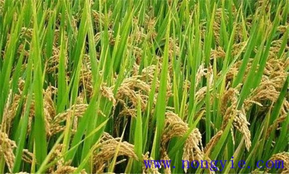 及早追施肥料，確保后期不脫肥