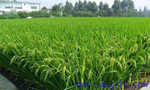 砷中毒可能致水稻穎殼張開、不灌漿