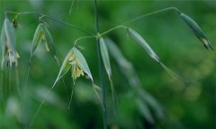 燕麥種植時(shí)間，燕麥?zhǔn)裁磿r(shí)間種植