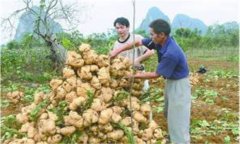 豆薯如何種植，豆薯種植與栽培技術(shù)