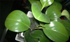 防輻射植物哪種最好？介紹幾種防輻射植物盆栽