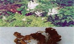 常見的天然的植物殺蟲劑有哪些？