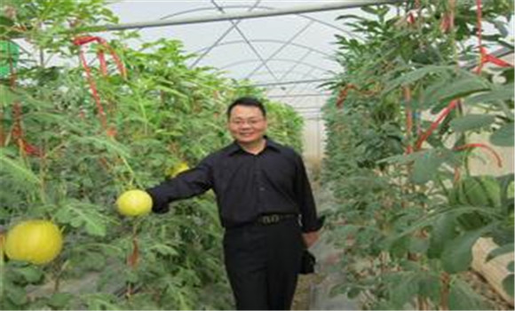 西瓜、甜瓜旱塘高壟栽培