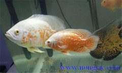 如何讓繁殖地圖魚，地圖魚的繁殖方法