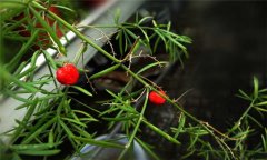 天門冬的生長習(xí)性 天門冬種植技術(shù)與主要步驟