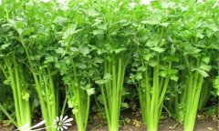 怎樣種植芹菜，芹菜的種植方法與技術(shù)要點(diǎn)