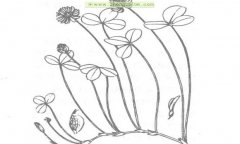 白三葉植物學特征及生物學特性