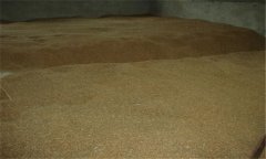 小麥種子貯藏要注意什么？