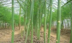 蘆筍的種植方法 蘆筍施肥、培土的管理方法