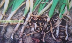 大蒜細菌性軟腐病的癥狀有哪些 怎樣防治？
