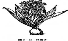 如何養(yǎng)殖風(fēng)信子，風(fēng)信子的養(yǎng)殖方法