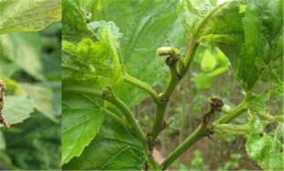 桑樹(shù)蟲(chóng)害用什么藥、怎么防治