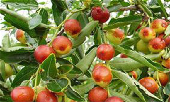 棗樹(shù)病蟲(chóng)害