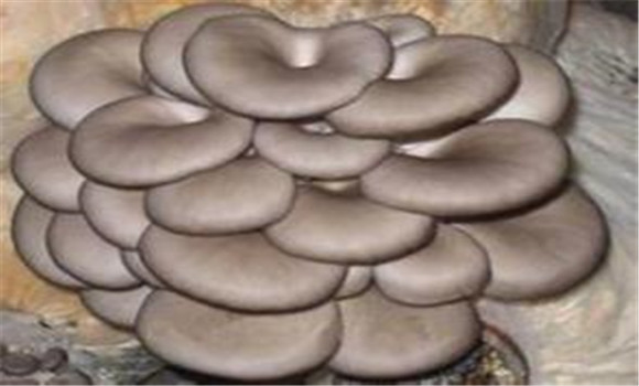 平菇種植對(duì)空氣、光照和土壤的要求