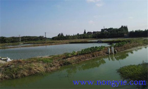 哪些魚(yú)類可以與龜混養(yǎng)