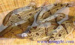 鱖魚(yú)的種類有哪些?常見(jiàn)的鱖魚(yú)的飼養(yǎng)方式簡(jiǎn)介